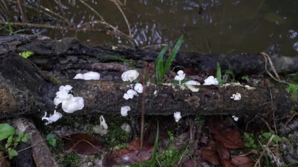 Ungenießbare Wilde Weiße Holzpilze Die Aus Dem Faulholz Sprießen — Stockvideo