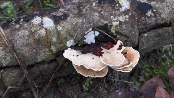 Funghi Legno Bianco Selvatico Non Commestibili Che Germogliano Dal Legno — Video Stock