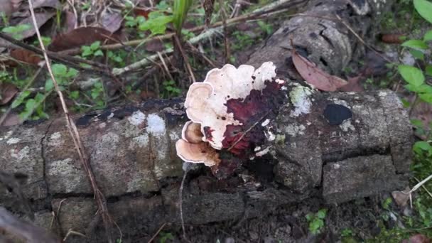 Funghi Legno Bianco Selvatico Non Commestibili Che Germogliano Dal Legno — Video Stock