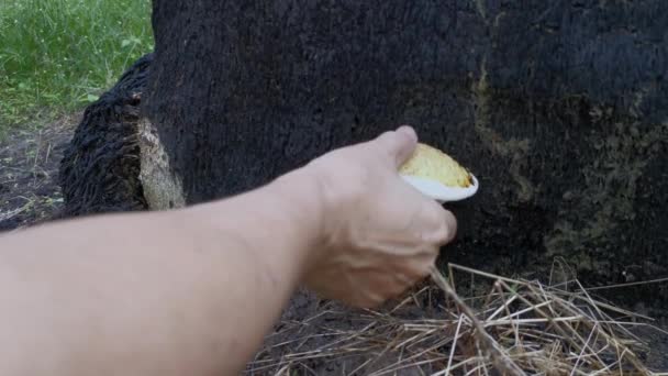 Funghi Legno Bianco Selvatico Non Commestibili Che Germogliano Dal Legno — Video Stock