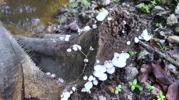 Βρώσιμο Άγριο Λευκό Ξύλο Μύκητες Που Ξεπροβάλλουν Από Ξύλο Αποσύνθεσης — Αρχείο Βίντεο