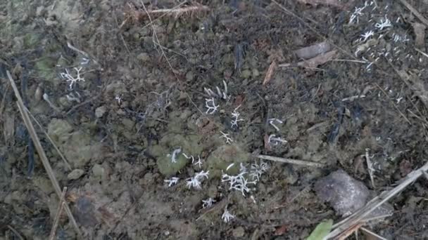 Ehetetlen Vad Fehér Mycorrhizal Gomba Csírázik Földről — Stock videók
