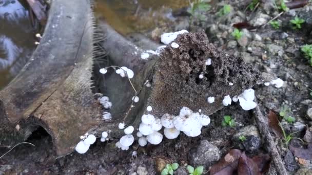 Inedible Wild White Wood Fungi Sprouting Decay Wood — Stock Video