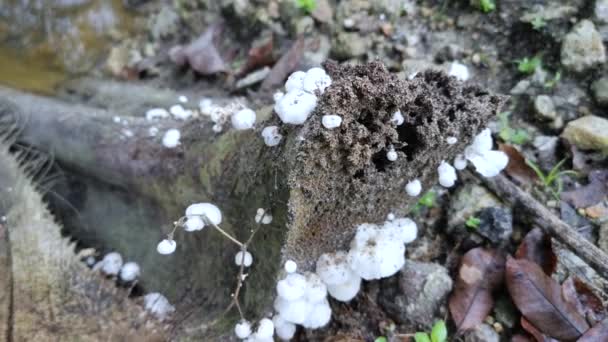 Funghi Legno Bianco Selvatico Non Commestibili Che Germogliano Dal Legno — Video Stock