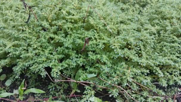 Bouquet Pilea Microphylla Sauvage Mauvaise Herbe — Video