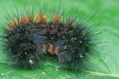 Güve tırtılının görüntüsü..