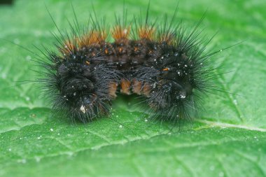 Güve tırtılının görüntüsü..