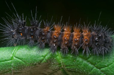 Güve tırtılının görüntüsü..