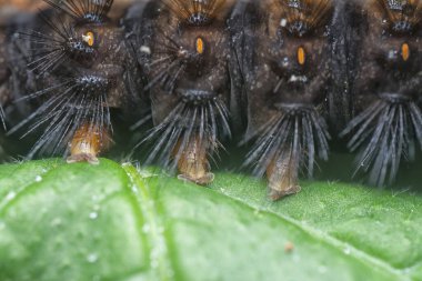 image of the moth caterpillar species. clipart