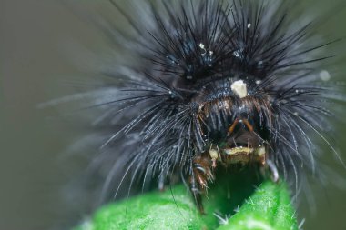 Güve tırtılının görüntüsü..