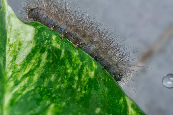 Imagen Especie Oruga Polilla — Foto de Stock