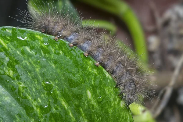 Image Moth Caterpillar Species — Stock Photo, Image