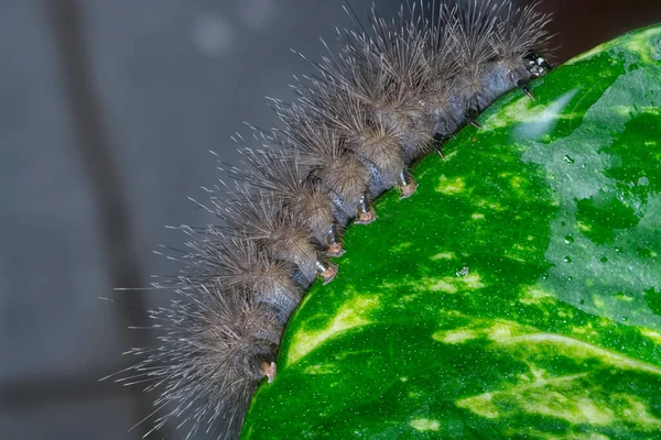 Imagen Especie Oruga Polilla — Foto de Stock