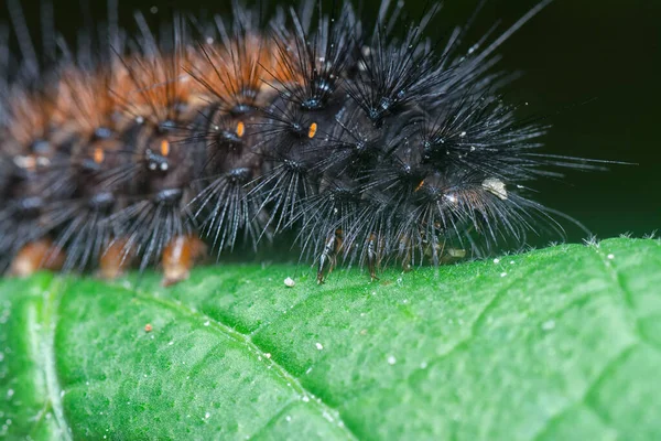 Immagine Della Falena Bruco Specie — Foto Stock