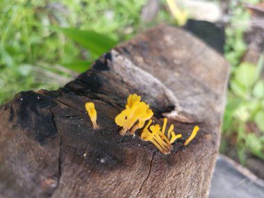 Çürük kalas odunundan çıkan portakallı mantar spatulası..