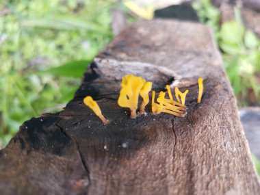 Çürük kalas odunundan çıkan portakallı mantar spatulası..