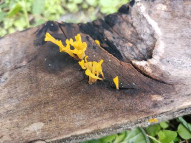 Çürük kalas odunundan çıkan portakallı mantar spatulası..