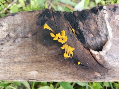 Çürük kalas odunundan çıkan portakallı mantar spatulası..