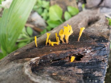 Çürük kalas odunundan çıkan portakallı mantar spatulası..