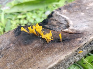 Çürük kalas odunundan çıkan portakallı mantar spatulası..