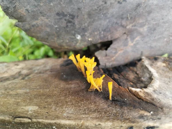 从腐朽的木板木中萌发的兰色的丙烯酸沙门氏菌 — 图库照片