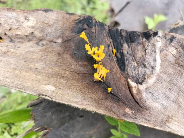 从腐朽的木板木中萌发的兰色的丙烯酸沙门氏菌 — 图库照片