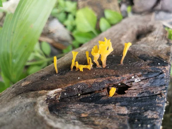 Çürük kalas odunundan çıkan portakallı mantar spatulası..