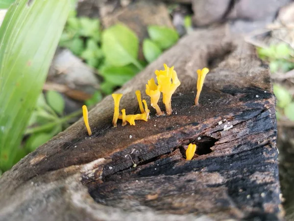 Fungos Orangish Dacryopinax Spathularia Que Brotam Madeira Tábua Decaimento — Fotografia de Stock