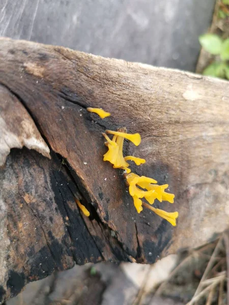 Orangish Dacryopinax Spathularia Champignons Germant Planche Décomposition Bois — Photo