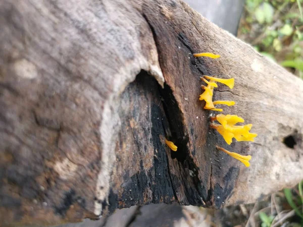 Orangish Dacryopinax Spathularia Fungi Sprouting Decay Plank Wood — Stock Photo, Image