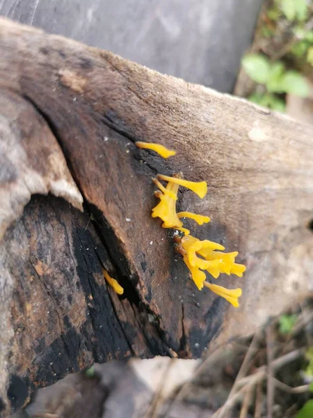 Fungos Orangish Dacryopinax Spathularia Que Brotam Madeira Tábua Decaimento — Fotografia de Stock