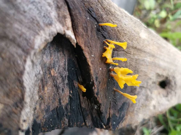 Fungos Orangish Dacryopinax Spathularia Que Brotam Madeira Tábua Decaimento — Fotografia de Stock