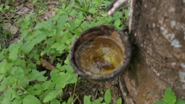 Plans Rapprochés Bol Caoutchouc Rempli Eau Recueillie Après Pluie — Video