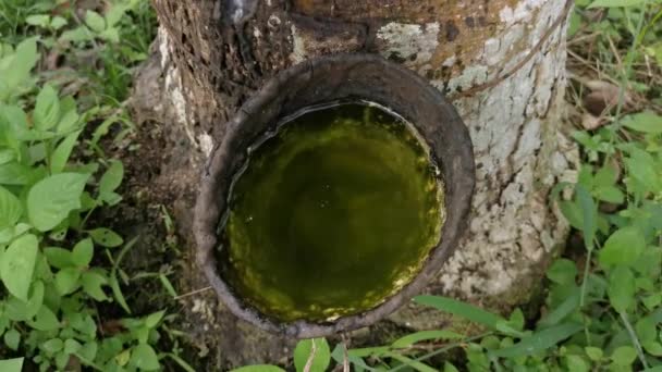 Plans Rapprochés Bol Caoutchouc Rempli Eau Recueillie Après Pluie — Video