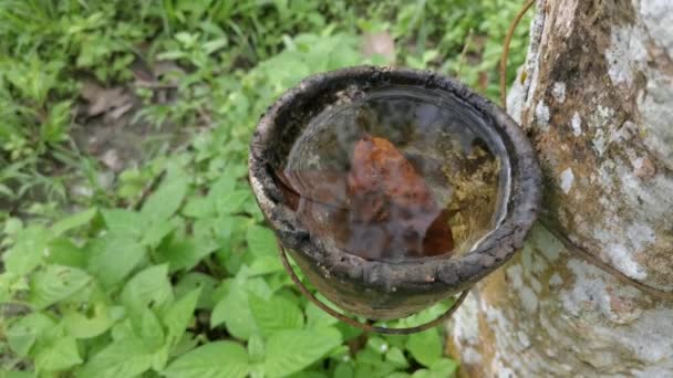 Plans Rapprochés Bol Caoutchouc Rempli Eau Recueillie Après Pluie — Video