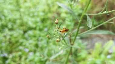 Sarı suikast böceği otun gövdesine tünemiş..