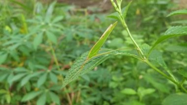 Yeşil katydid otların yapraklarının üzerinde dinleniyor..