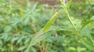 Yeşil katydid otların yapraklarının üzerinde dinleniyor..