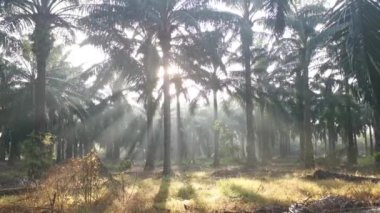 Sabah vakti palmiye yağı kırlarında güneş doğar.