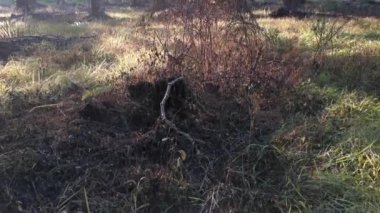 Sabah vakti palmiye yağı kırlarında güneş doğar.
