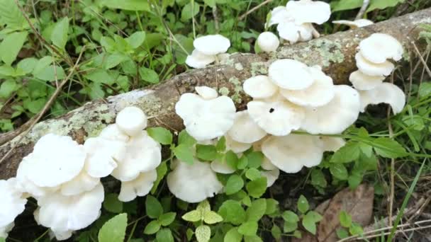 Funghi Legno Bianco Selvatico Non Commestibili Che Germogliano Dal Legno — Video Stock