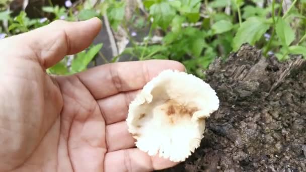 Funghi Legno Bianco Selvatico Non Commestibili Che Germogliano Dal Legno — Video Stock