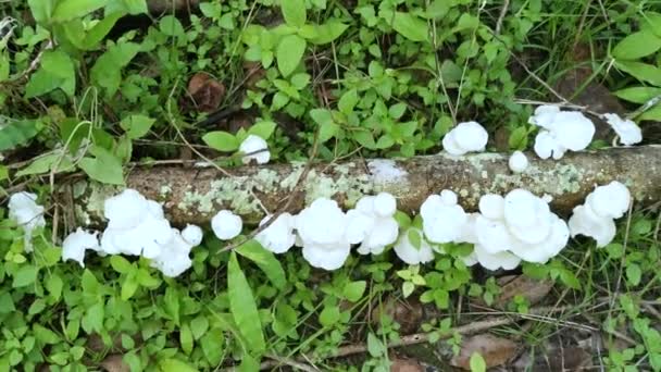 Βρώσιμο Άγριο Λευκό Ξύλο Μύκητες Που Ξεπροβάλλουν Από Ξύλο Αποσύνθεσης — Αρχείο Βίντεο