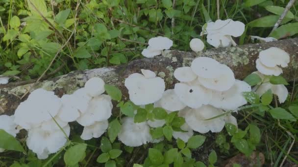 Fungos Madeira Branca Silvestre Não Comestíveis Que Brotam Madeira Decomposição — Vídeo de Stock