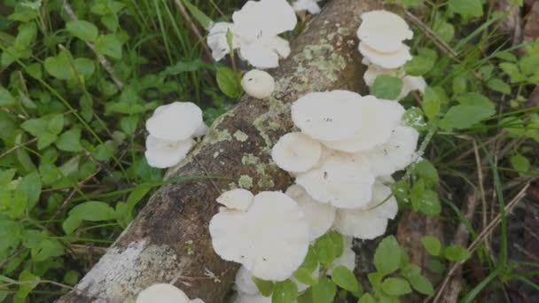 Funghi Legno Bianco Selvatico Non Commestibili Che Germogliano Dal Legno — Video Stock