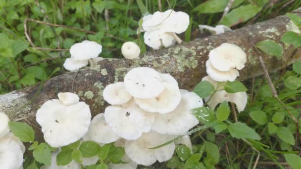 Ungenießbare Wilde Weiße Holzpilze Die Aus Dem Faulholz Sprießen — Stockvideo