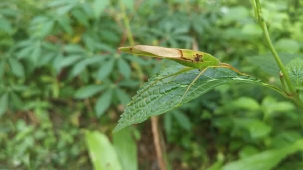 Katydid Vert Reposant Sur Les Feuilles Herbe — Video