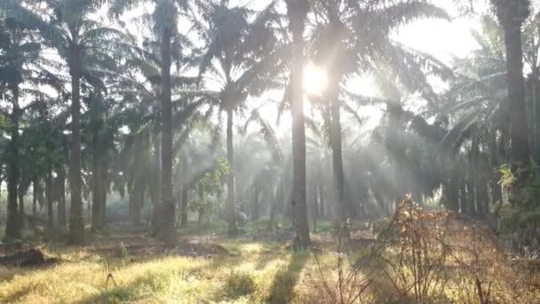 Ranní Sluneční Paprsky Venkově Palmového Oleje — Stock video