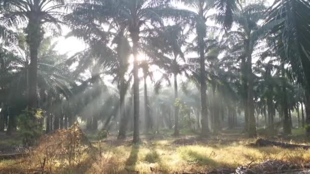 Morning Sun Rays Palm Oil Countryside — Stock Video