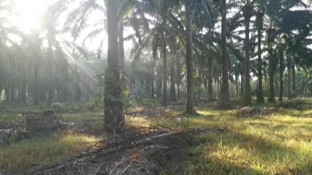 Raios Sol Manhã Campo Óleo Palma — Vídeo de Stock